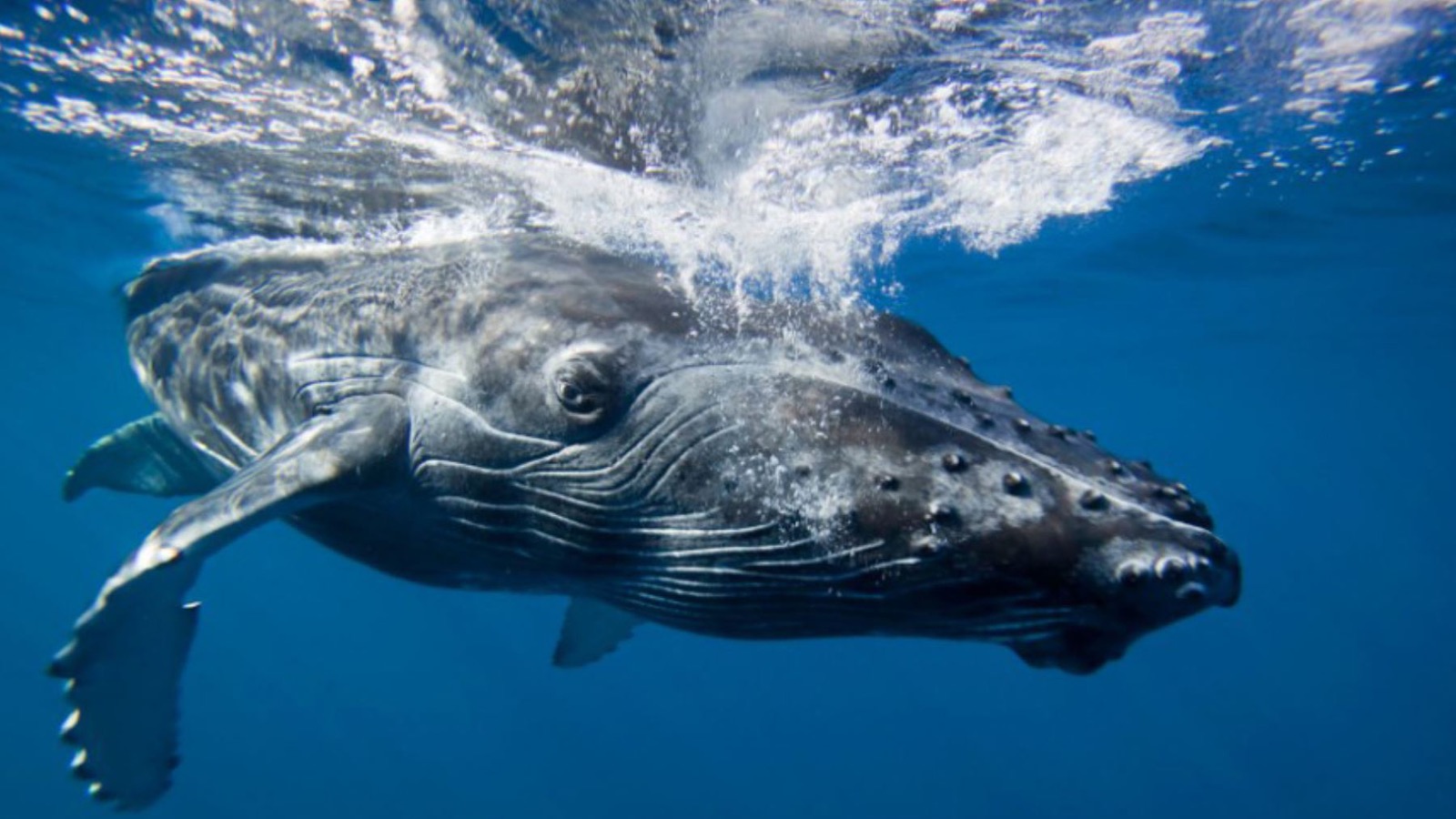 Viajes maragar ibague turismo, pasadias, transporte en ibagué, colombia